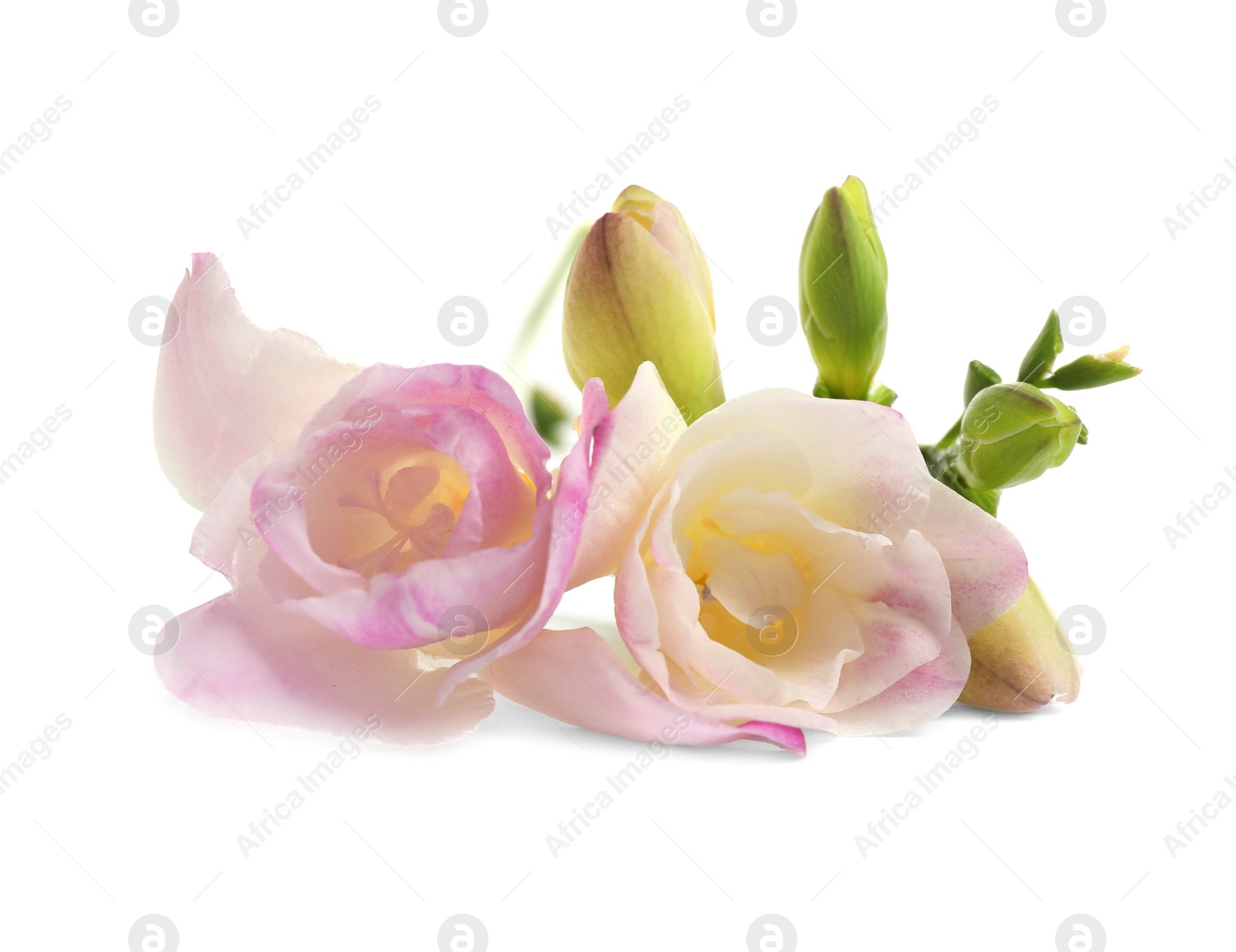 Photo of Beautiful tender freesia flower on white background