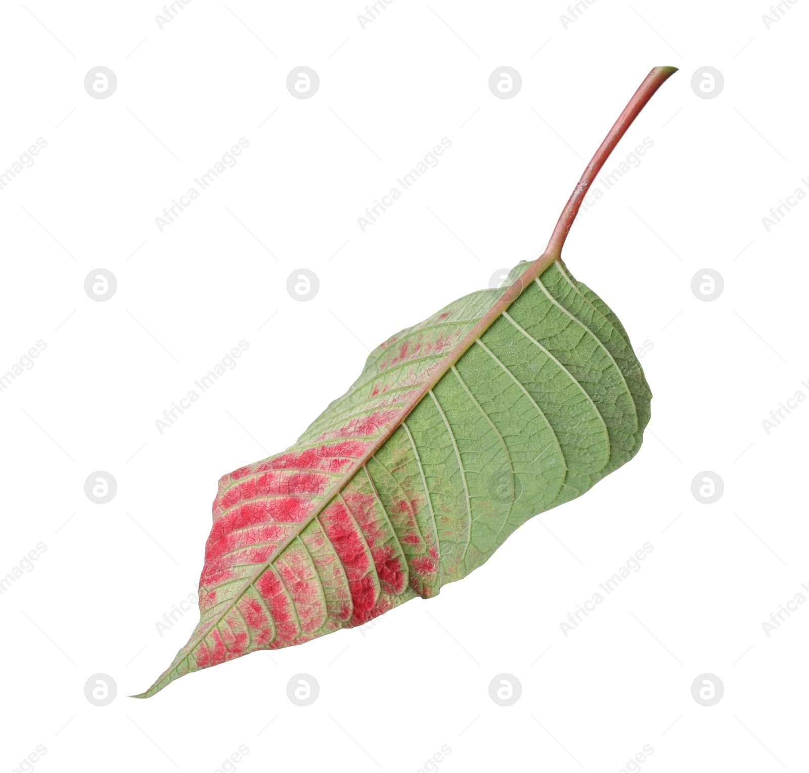 Photo of Leaf of tropical poinsettia plant isolated on white