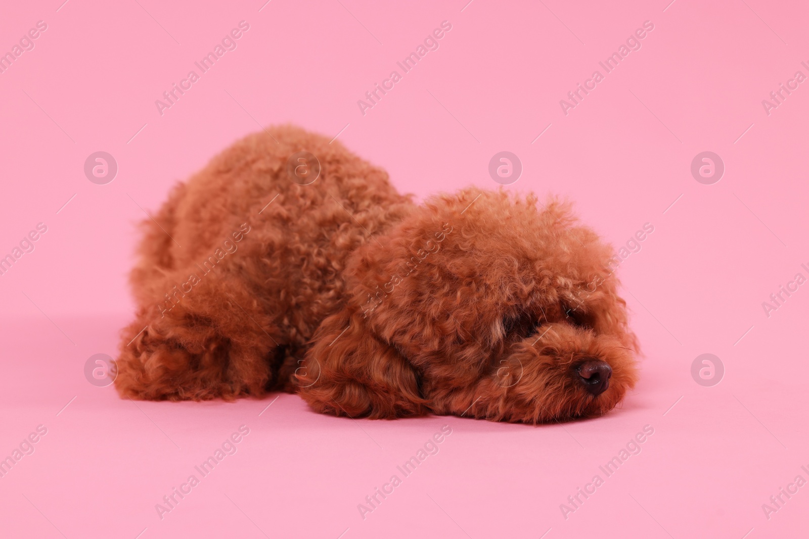 Photo of Cute Maltipoo dog on pink background. Lovely pet