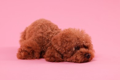 Cute Maltipoo dog on pink background. Lovely pet