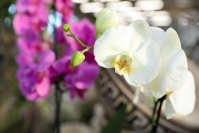 Photo of Beautiful blooming tropical orchid in store, closeup. Space for text