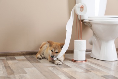 Adorable Akita Inu puppy playing with toilet paper at home