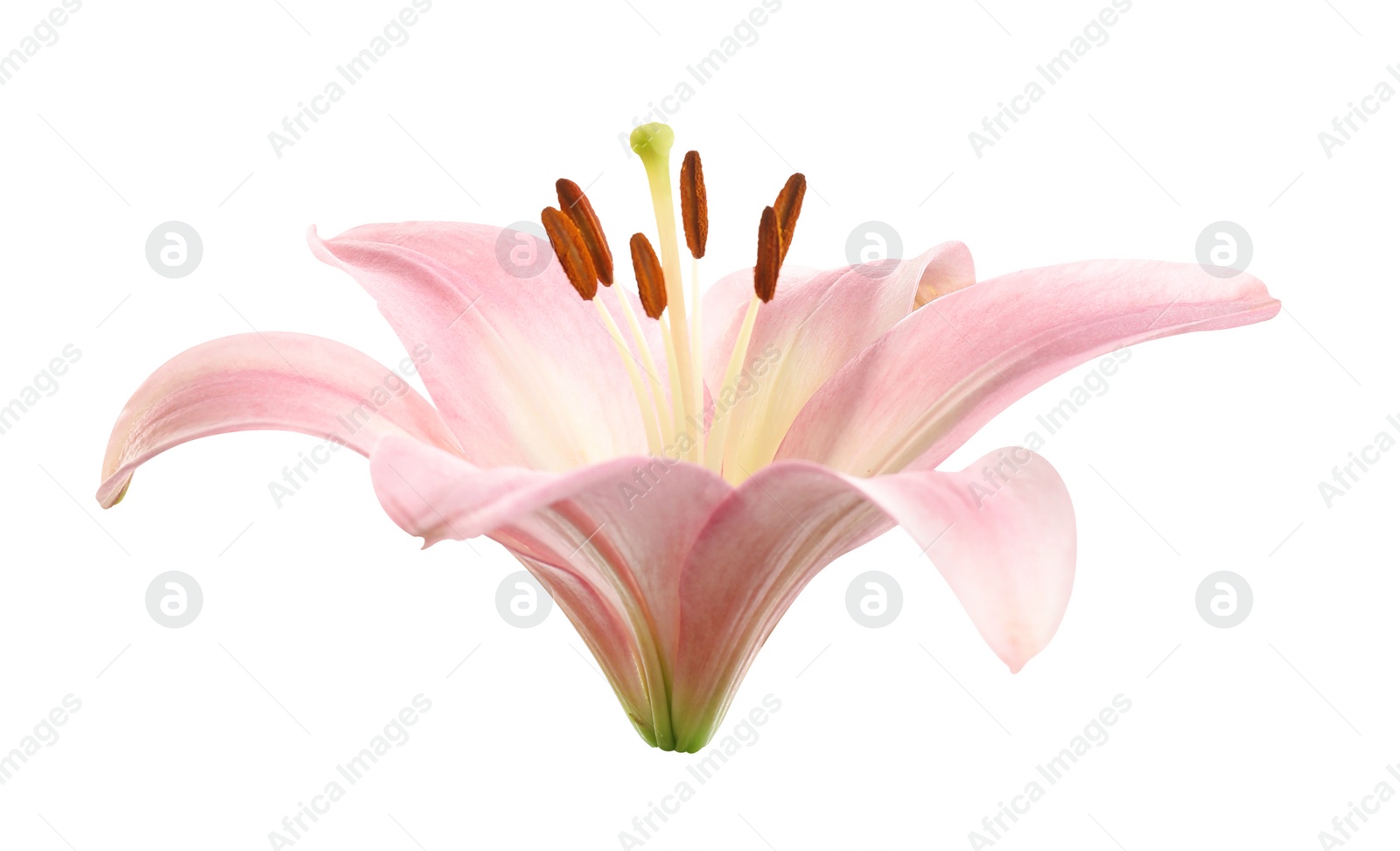 Image of Beautiful blooming pink lily flower isolated on white