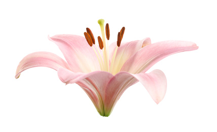 Image of Beautiful blooming pink lily flower isolated on white