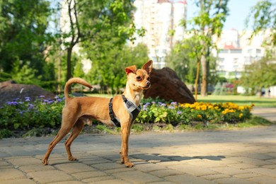 Photo of Cute Chihuahua on walkway outdoors, space for text. Dog walking