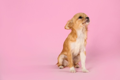 Photo of Cute small Chihuahua dog on pink background. Space for text