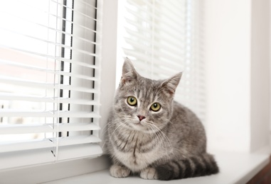 Photo of Cute tabby cat near window blinds on sill indoors