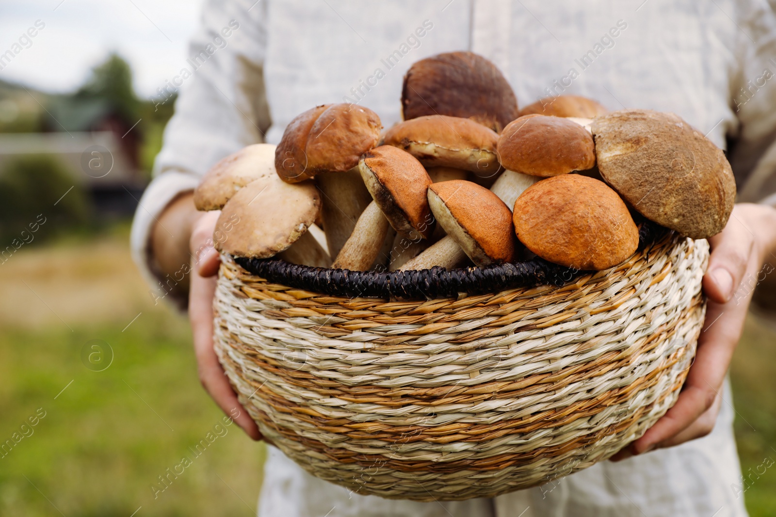 Photo of Man holding wicker basket with fresh wild mushrooms outdoors, closeup