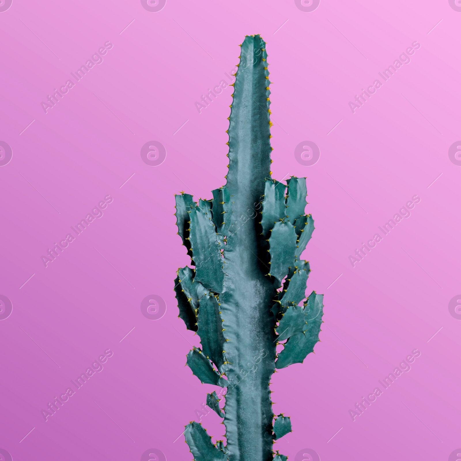 Image of Beautiful cactus on pink background. Creative design