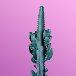 Image of Beautiful cactus on pink background. Creative design