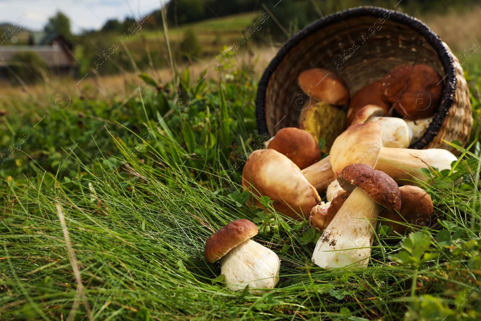 Photo of Wicker basket and fresh wild mushrooms outdoors, space for text