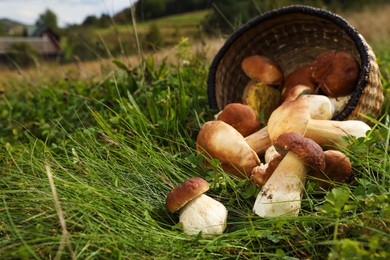 Wicker basket and fresh wild mushrooms outdoors, space for text