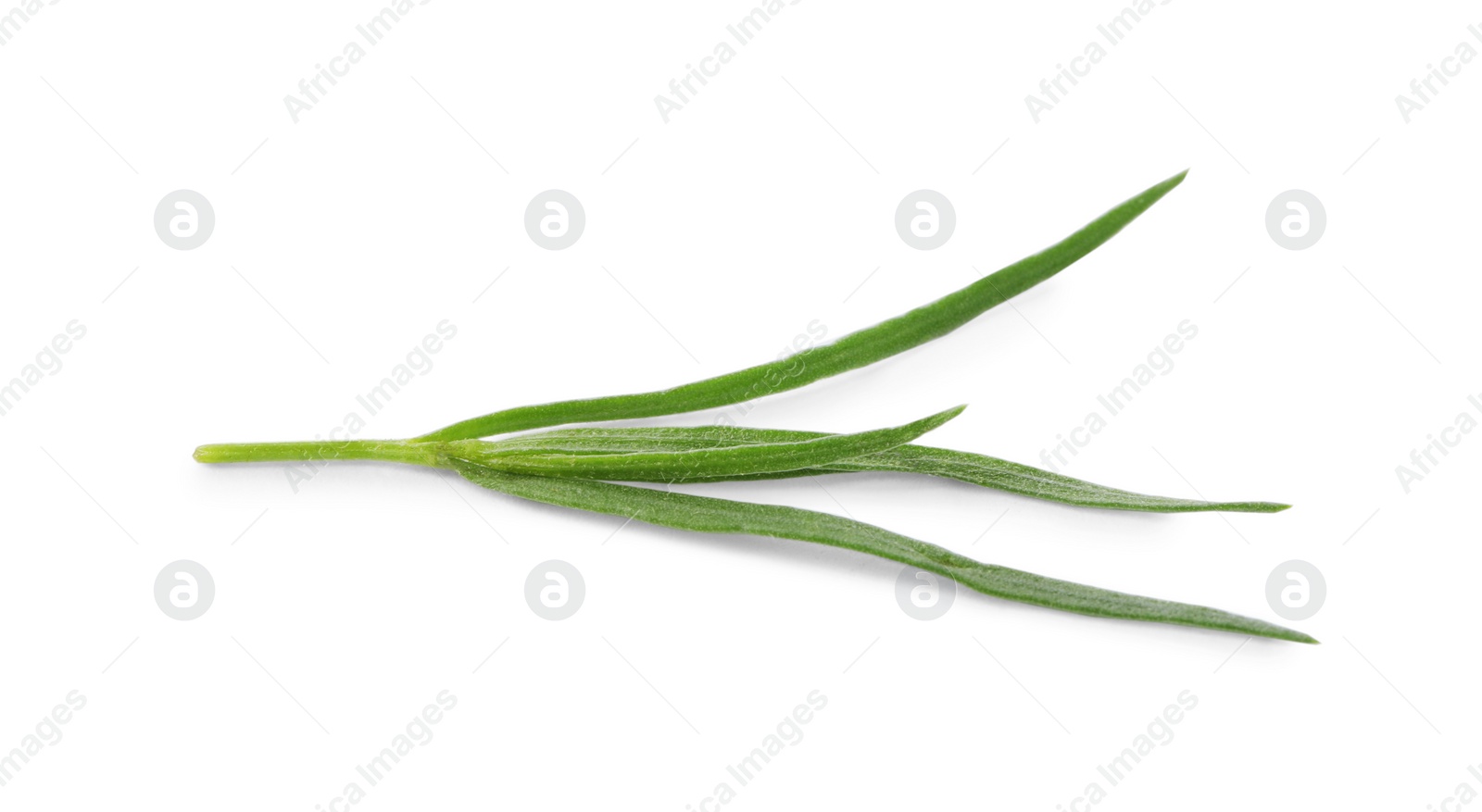 Photo of One sprig of fresh tarragon on white background