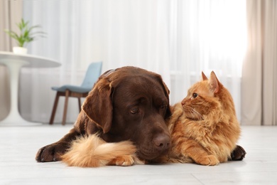 Cat and dog together on floor indoors. Fluffy friends