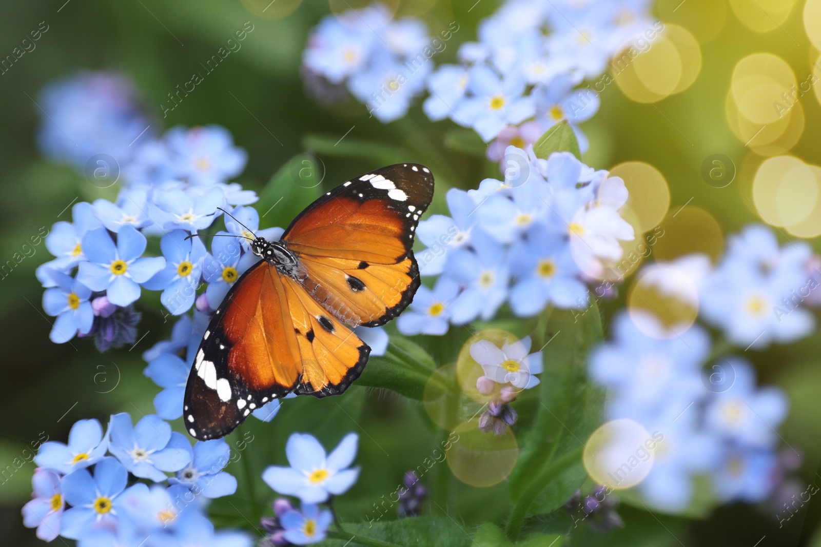 Image of Beautiful butterfly on forget-me-not flower in garden, closeup. Bokeh effect