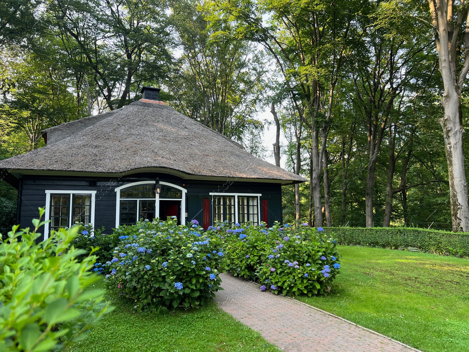 Photo of Beautiful cottage and blooming hortensia shrubs outdoors