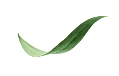 Fresh green olive leaf on white background