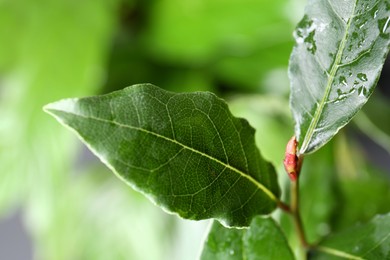 Bay tree with green leaves growing on blurred background, closeup