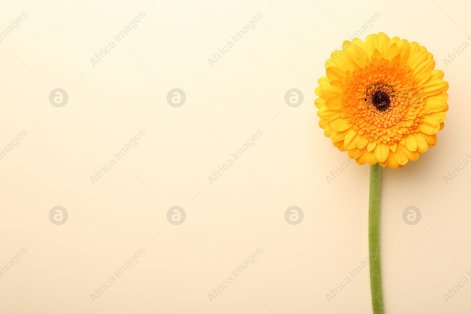 Photo of Beautiful yellow gerbera flower on beige background, top view. Space for text