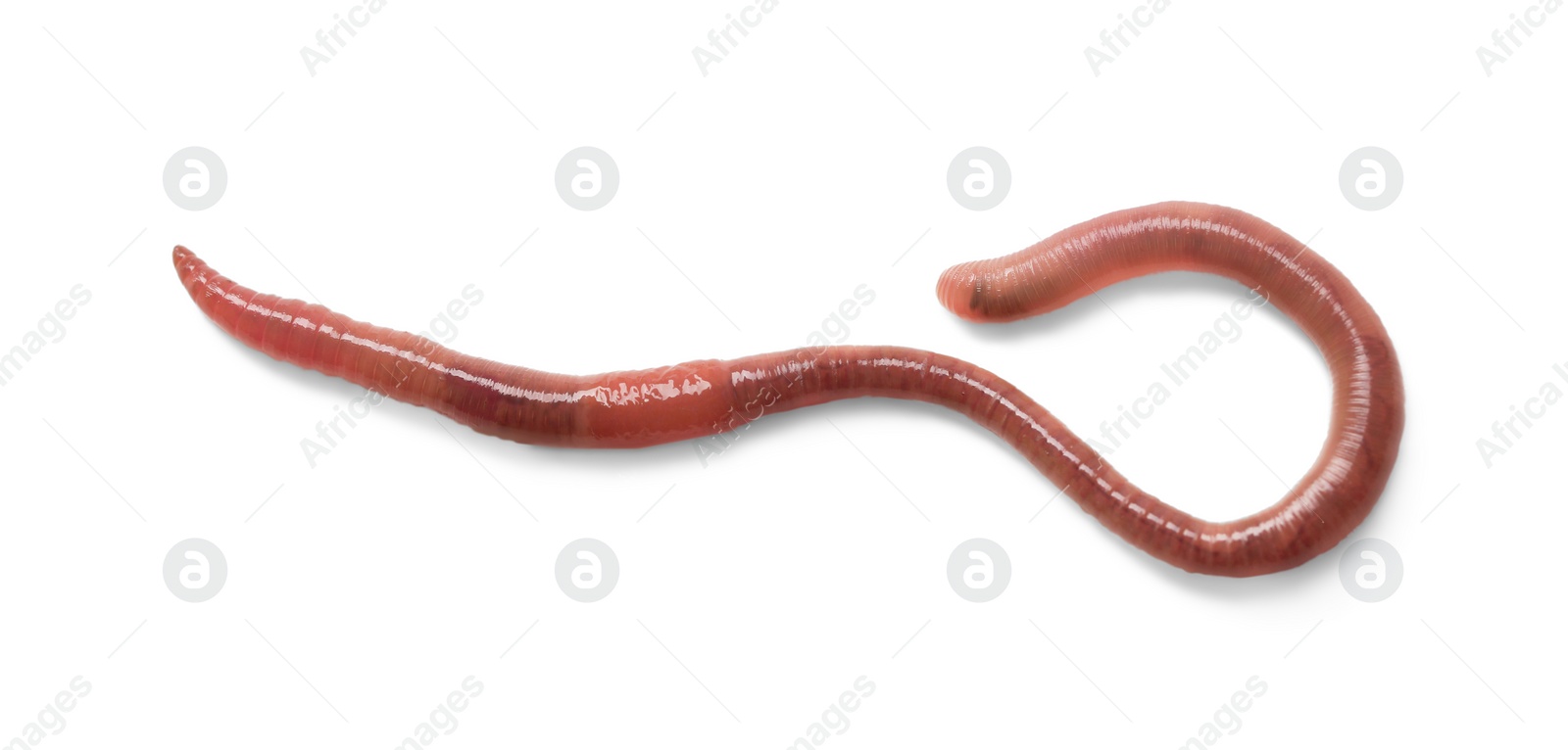 Photo of One earthworm isolated on white. Terrestrial invertebrates