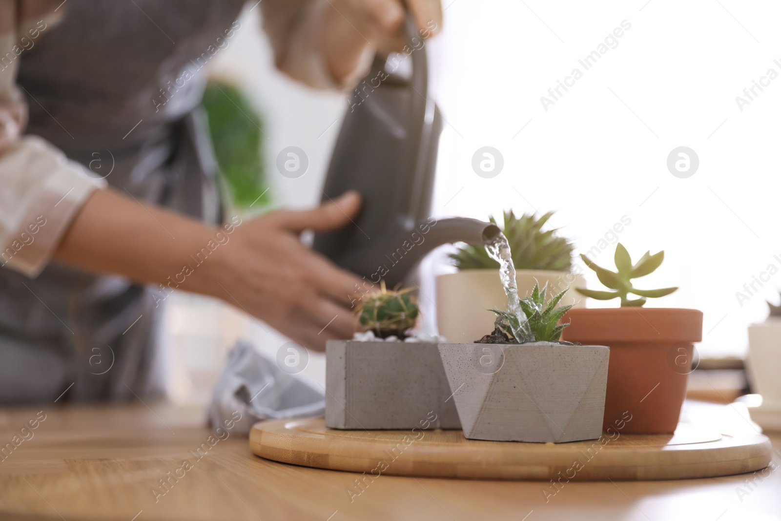 Photo of Woman watering houseplants on wooden table at home, closeup. Engaging hobby