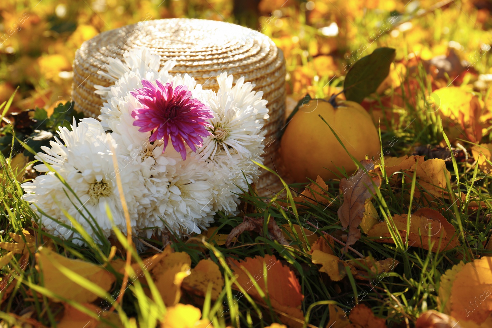 Photo of Beautiful flowers, straw hat, fallen leaves and quince outdoors on sunny day