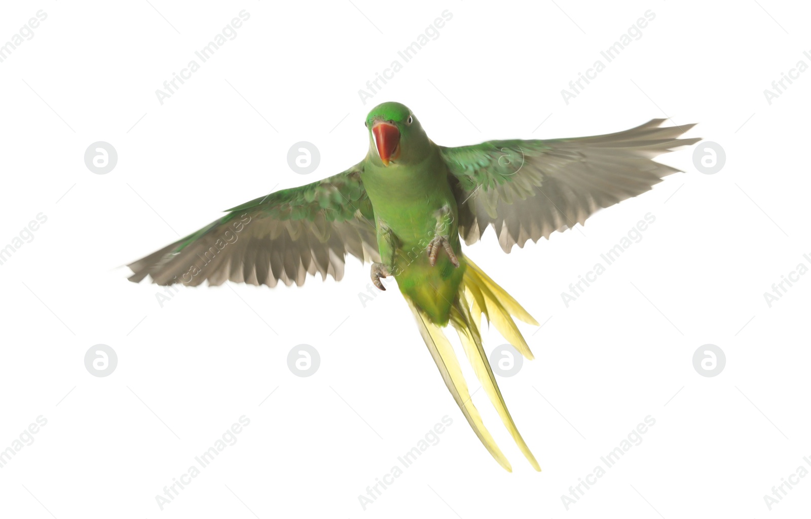 Photo of Beautiful Alexandrine parakeet flying isolated on white