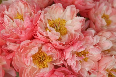 Beautiful pink peonies as background, closeup view