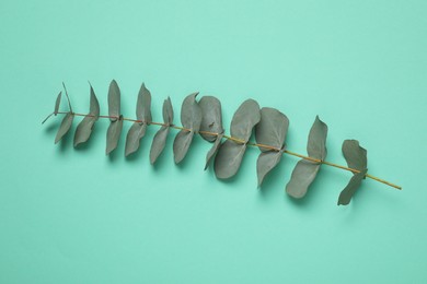 Photo of Eucalyptus branch with fresh green leaves on turquoise background, top view