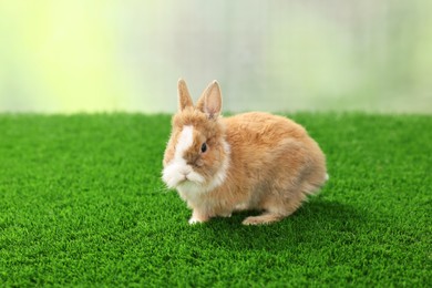 Photo of Cute little rabbit on grass. Adorable pet