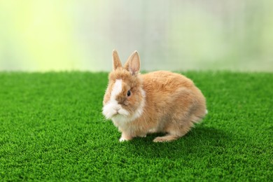 Cute little rabbit on grass. Adorable pet