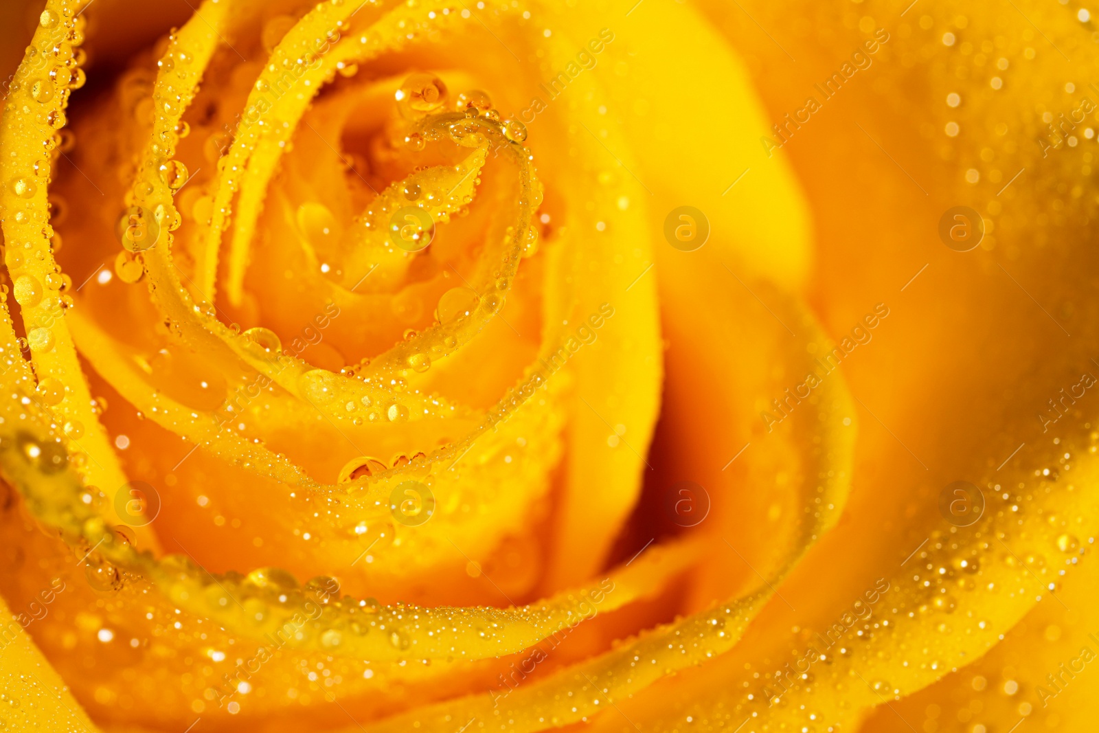 Photo of Closeup view of beautiful blooming rose with dew drops as background