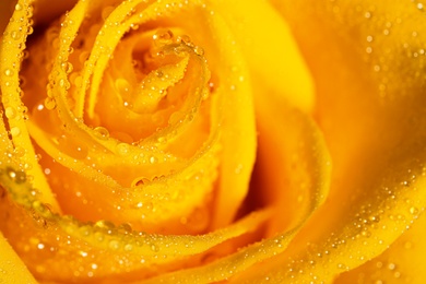 Closeup view of beautiful blooming rose with dew drops as background