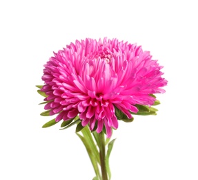 Photo of Beautiful bright aster flower on white background