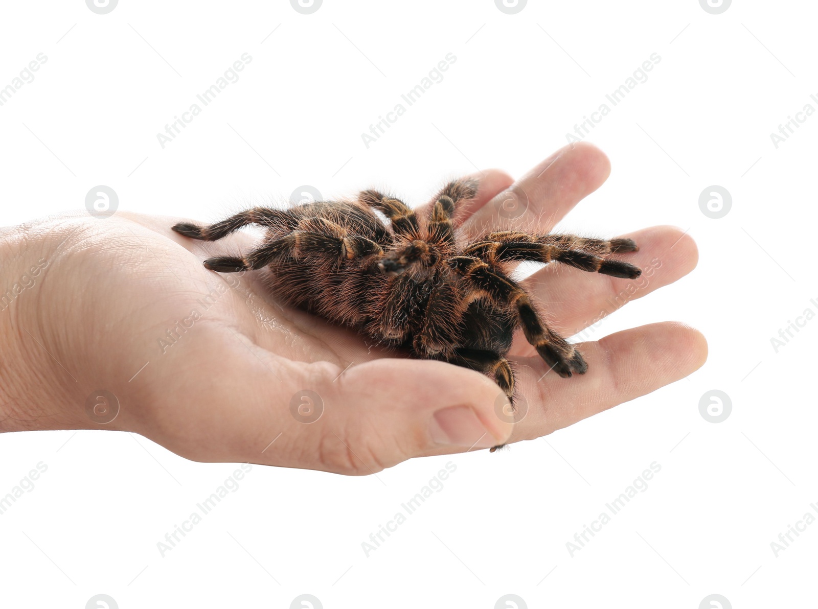 Photo of Man holding striped knee tarantula on white background, closeup