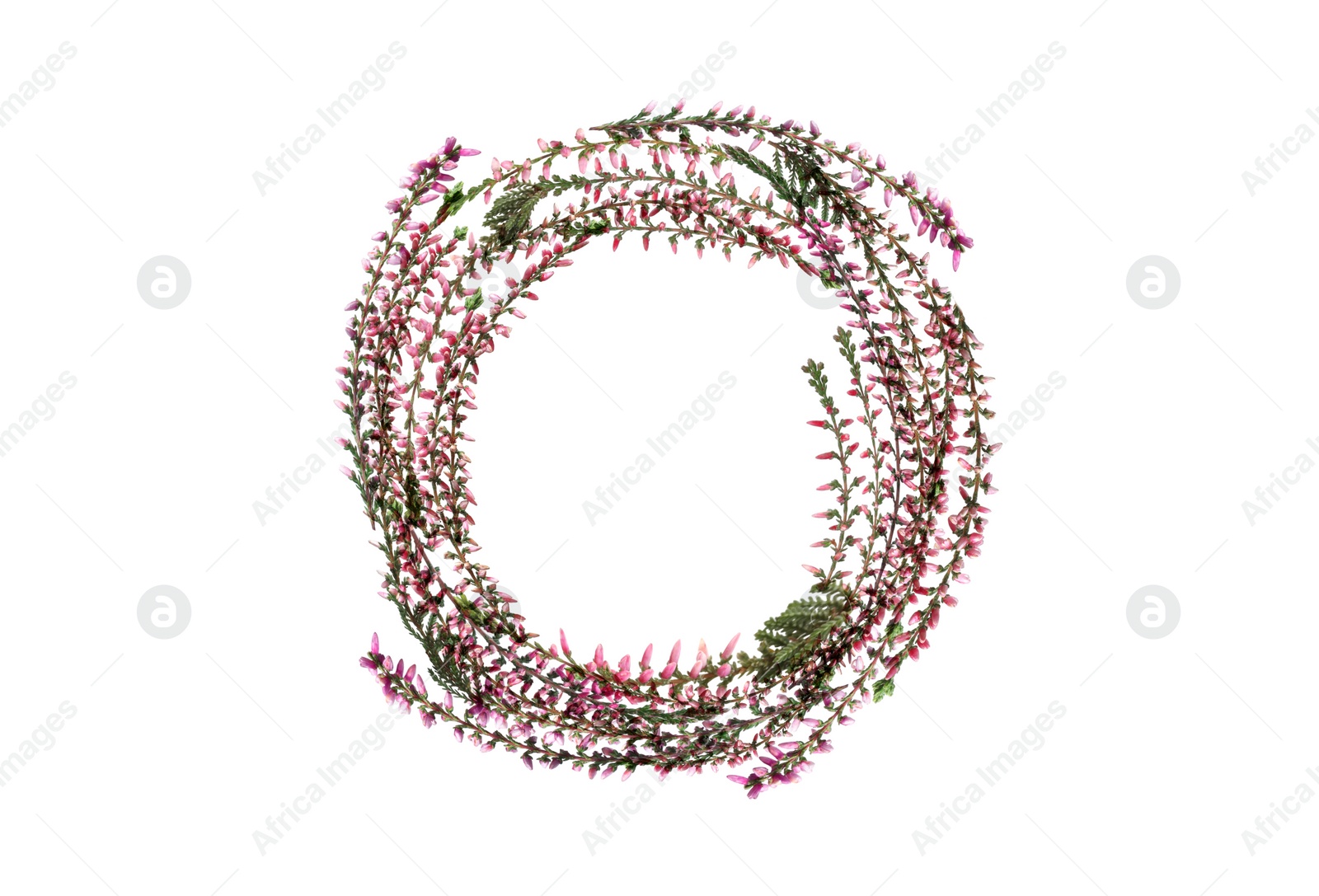 Image of Frame of heather branches with beautiful flowers on white background, top view. Space for text