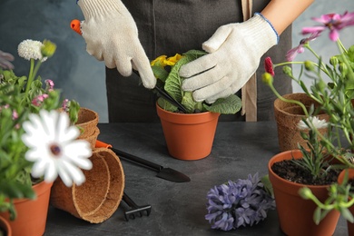 Photo of Woman taking care of flowers indoors, closeup. Home gardening