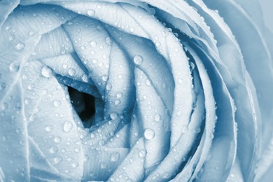 Image of Closeup view of beautiful light blue ranunculus flower with water drops