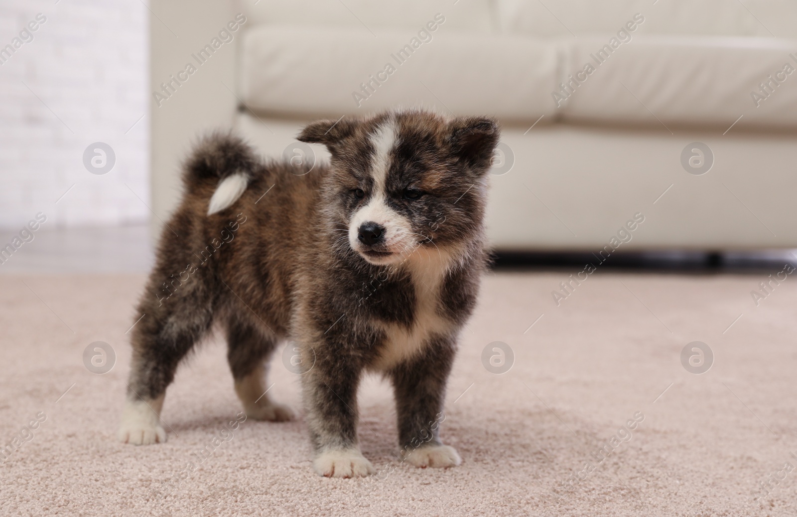 Photo of Cute Akita inu puppy indoors. Friendly dog