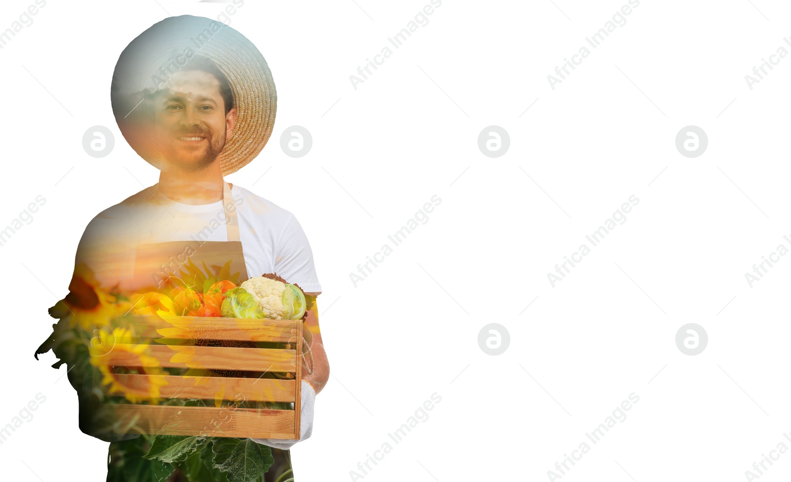 Image of Double exposure of farmer and sunflower field on white background