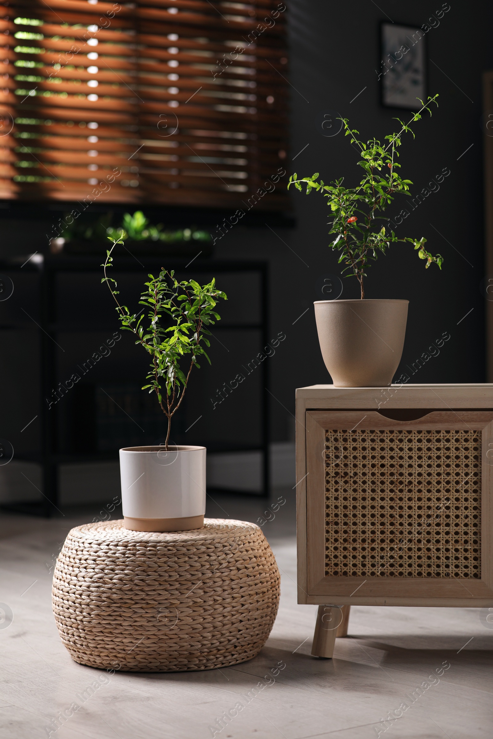 Photo of Potted pomegranate plants with green leaves in room