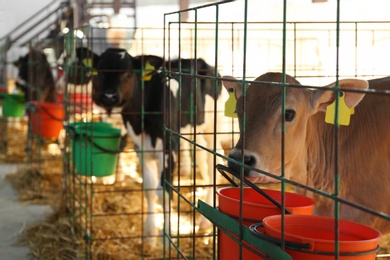 Photo of Pretty little calves in cages on farm. Animal husbandry