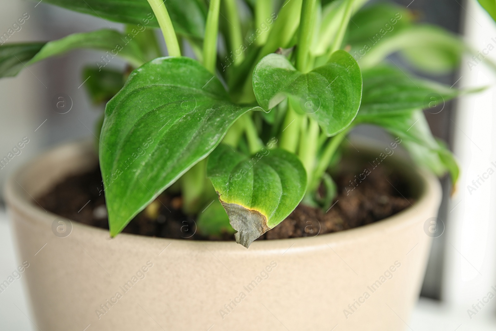 Photo of Potted home plant with leaf blight disease on  blurred background, closeup