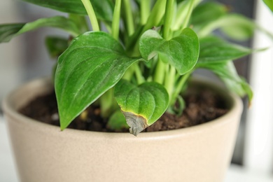 Potted home plant with leaf blight disease on  blurred background, closeup