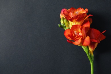 Photo of Beautiful freesia flower on dark background, top view. Space for text