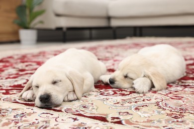 Cute little puppies sleeping on carpet indoors