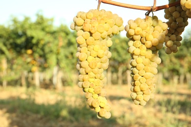 Bunches of grapes growing in vineyard on sunny day. Wine production