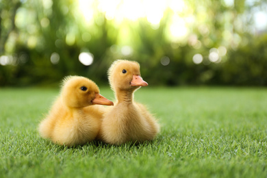 Cute fluffy baby ducklings on green grass outdoors
