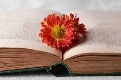 Photo of Book with chrysanthemum flowers as bookmark on light gray table, closeup