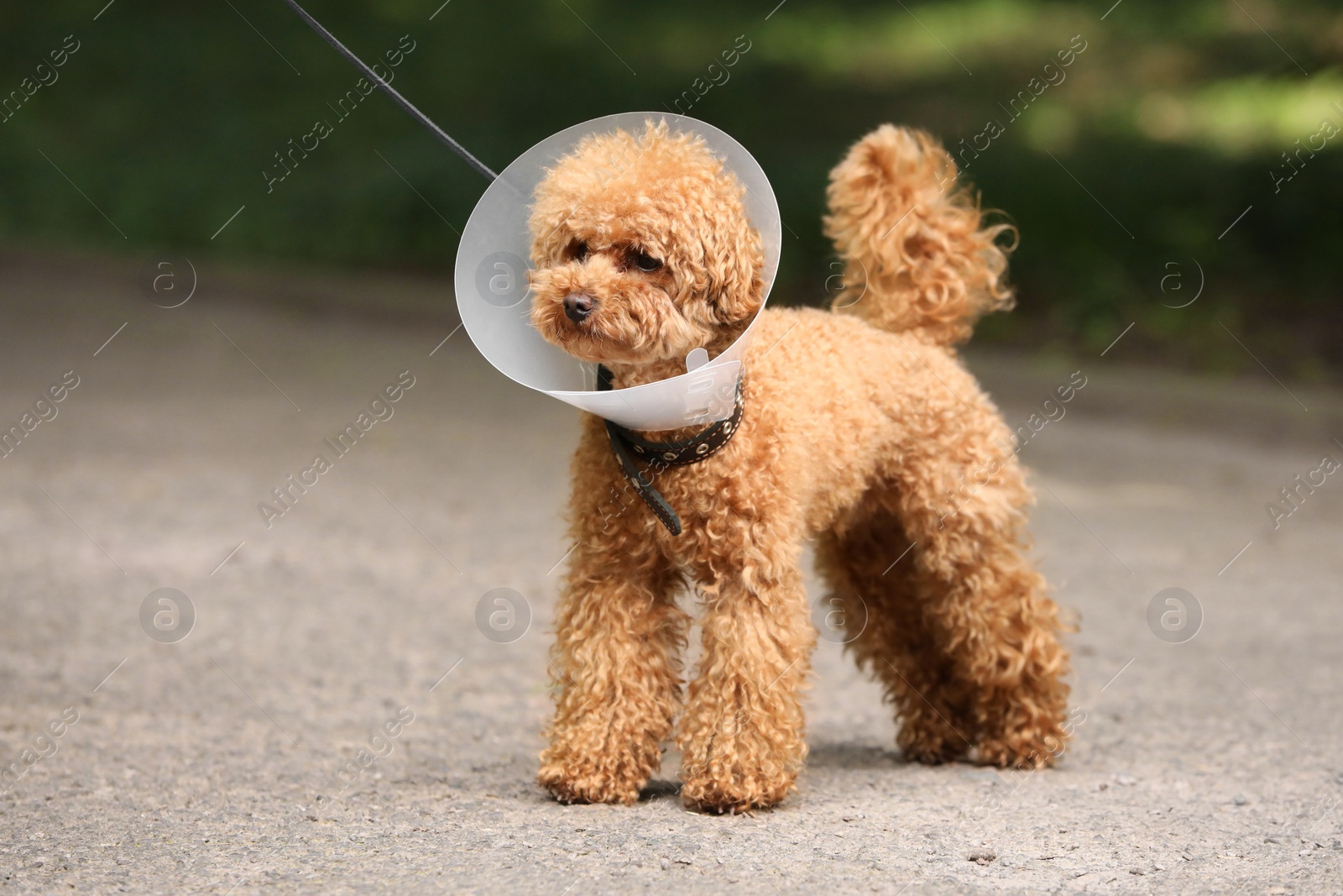 Photo of Cute Maltipoo dog with Elizabethan collar outdoors